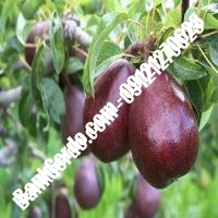 خرید فروش نهال گلابی اسفراین 09121270623 خرید فروش نهال گلابی اسفراین 09121270623