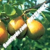 خرید فروش نهال گلابی اسلام‌آباد غرب 09121270623