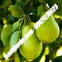 خرید فروش نهال گلابی اصفهان 09121270623