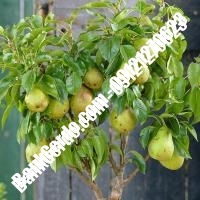 خرید فروش نهال گلابی البرز 09121270623 خرید فروش نهال گلابی البرز 09121270623
