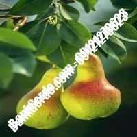 خرید فروش نهال گلابی الوند 09121270623 خرید فروش نهال گلابی الوند 09121270623