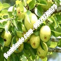 خرید فروش نهال گلابی اهر 09121270623