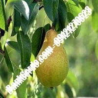خرید فروش نهال گلابی ایرانشهر 09121270623 خرید فروش نهال گلابی ایرانشهر 09121270623