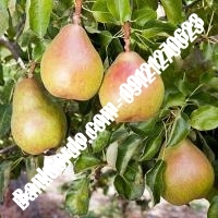 خرید فروش نهال گلابی ایلام 09121270623