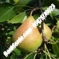 خرید فروش نهال گلابی ایوان 09121270623 خرید فروش نهال گلابی ایوان 09121270623