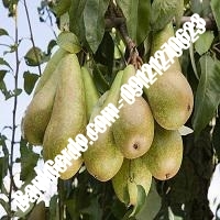 خرید فروش نهال گلابی بابل 09121270623