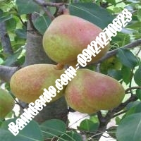 خرید فروش نهال گلابی بانه 09121270623