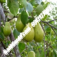 خرید فروش نهال گلابی برازجان 09121270623