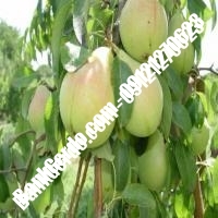 خرید فروش نهال گلابی بروجرد 09121270623