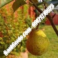 خرید فروش نهال گلابی بندر انزلی 09121270623