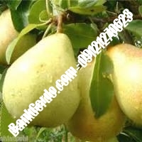 خرید فروش نهال گلابی بندر ترکمن 09121270623 خرید فروش نهال گلابی بندر ترکمن 09121270623