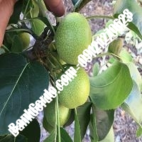 خرید فروش نهال گلابی بندر لنگه 09121270623