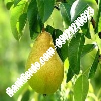 خرید فروش نهال گلابی بندر ماهشهر 09121270623