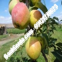 خرید فروش نهال گلابی بندر گناوه 09121270623