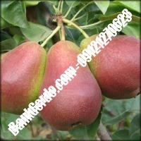 خرید فروش نهال گلابی تاکستان 09121270623 خرید فروش نهال گلابی تاکستان 09121270623