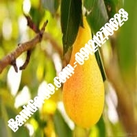 خرید فروش نهال گلابی تربت حیدریه 09121270623 خرید فروش نهال گلابی تربت حیدریه 09121270623