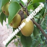 خرید فروش نهال گلابی تویسرکان 09121270623 خرید فروش نهال گلابی تویسرکان 09121270623