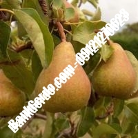 خرید فروش نهال گلابی جعفریه 09121270623