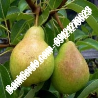 خرید فروش نهال گلابی جهرم 09121270623