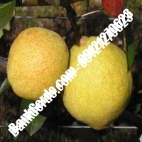 خرید فروش نهال گلابی حمیدیا 09121270623 خرید فروش نهال گلابی حمیدیا 09121270623