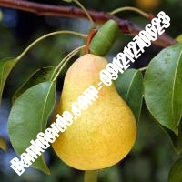 خرید فروش نهال گلابی خراسان جنوبی 09121270623