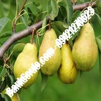 خرید فروش نهال گلابی خراسان رضوی 09121270623
