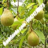 خرید فروش نهال گلابی خرمدره 09121270623 خرید فروش نهال گلابی خرمدره 09121270623