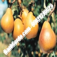 خرید فروش نهال گلابی خمین 09121270623