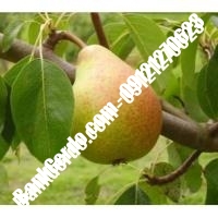 خرید فروش نهال گلابی خمینی‌شهر 09121270623