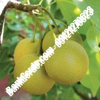خرید فروش نهال گلابی دهبارز 09121270623