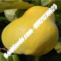 خرید فروش نهال گلابی دهلران 09121270623