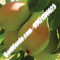 خرید فروش نهال گلابی دورود 09121270623