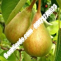 خرید فروش نهال گلابی دوگنبدان 09121270623 خرید فروش نهال گلابی دوگنبدان 09121270623