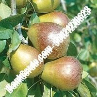 خرید فروش نهال گلابی رفسنجان 09121270623 خرید فروش نهال گلابی رفسنجان 09121270623