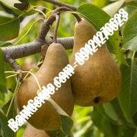 خرید فروش نهال گلابی ساوه 09121270623 خرید فروش نهال گلابی ساوه 09121270623