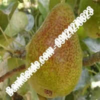 خرید فروش نهال گلابی سقز 09121270623 خرید فروش نهال گلابی سقز 09121270623
