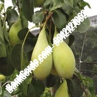 خرید فروش نهال گلابی سمنان 09121270623