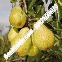 خرید فروش نهال گلابی سمیرم 09121270623 خرید فروش نهال گلابی سمیرم 09121270623