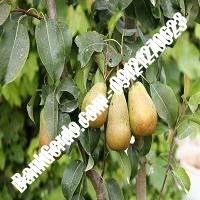 خرید فروش نهال گلابی سیرجان 09121270623