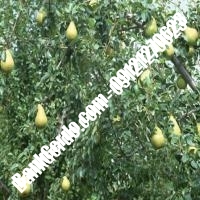 خرید فروش نهال گلابی سیستان و بلوچستان 09121270623 خرید فروش نهال گلابی سیستان و بلوچستان 09121270623