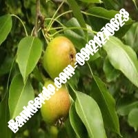 خرید فروش نهال گلابی شهریار 09121270623 خرید فروش نهال گلابی شهریار 09121270623