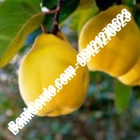 خرید فروش نهال گلابی فارس 09121270623