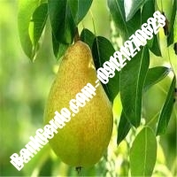 خرید فروش نهال گلابی فردوس 09121270623