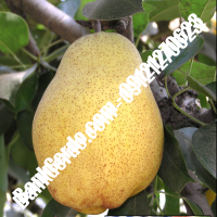 خرید فروش نهال گلابی قائم‌شهر 09121270623