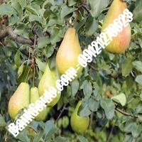 خرید فروش نهال گلابی قائن 09121270623
