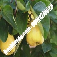 خرید فروش نهال گلابی قزوین 09121270623 خرید فروش نهال گلابی قزوین 09121270623