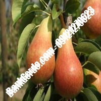 خرید فروش نهال گلابی قنوات 09121270623 خرید فروش نهال گلابی قنوات 09121270623