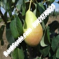 خرید فروش نهال گلابی قوچان 09121270623 خرید فروش نهال گلابی قوچان 09121270623
