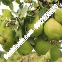 خرید فروش نهال گلابی قیدار 09121270623 خرید فروش نهال گلابی قیدار 09121270623