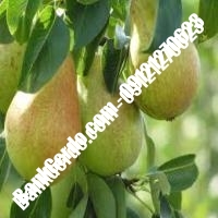خرید فروش نهال گلابی لردگان 09121270623